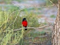 Crimson-breasted Shrike, Laniarius atrococcineus, with beetle, Kalahari, South Africa Royalty Free Stock Photo