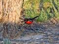 Crimson-breasted Shrike, Laniarius atrococcineus, Kalahari, South Africa Royalty Free Stock Photo