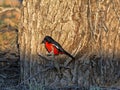 Crimson-breasted Shrike, Laniarius atrococcineus, Kalahari, South Africa Royalty Free Stock Photo