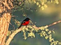 Crimson-breasted Shrike, Laniarius atrococcineus, Kalahari, South Africa Royalty Free Stock Photo