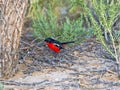 Crimson-breasted Shrike, Laniarius atrococcineus, Kalahari, South Africa Royalty Free Stock Photo