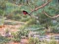 Crimson-breasted Shrike, Laniarius atrococcineus, Kalahari, South Africa Royalty Free Stock Photo