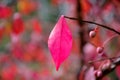 One crimson leave of winged euonymus in autumn in the garden close-up. Royalty Free Stock Photo