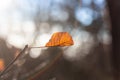 One crispy brown leaf on a thin branch Royalty Free Stock Photo