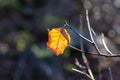 One crispy brown leaf on a thin branch Royalty Free Stock Photo