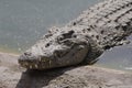 One crocodile basks in the sun. Crocodile farm