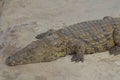 One crocodile basks in the sun. Crocodile farm