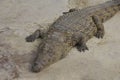 One crocodile basks in the sun. Crocodile farm