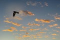 One crow flies in the blue and orange dramatic sky in winter Royalty Free Stock Photo