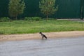 One crow is walking along road rain Royalty Free Stock Photo