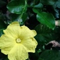 One of the Cucurbit flowers