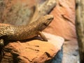 Cunningham`s skink, Egernia cunninghami, lives in Australia