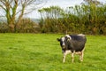 One curious black and white cow in a green meadow. The cow looks into the frame Royalty Free Stock Photo