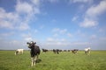 One curious cow in a herd in a meadow, a wide landscape with dairy livestock, a beautiful sunny day