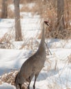 One Curious Sandhill Crane in Snowy Woodland Marsh Royalty Free Stock Photo