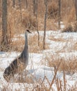 One Curious Sandhill Crane Standing Tall in Snowy Woodland Marsh Royalty Free Stock Photo