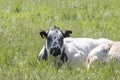 One curious white Charolais beef cattle in a pasture in a dutch countryside. Curiously look at the camera Royalty Free Stock Photo