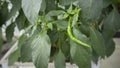 One Curvy green chili is growing big at home garden in Dhaka, Bangladesh. Royalty Free Stock Photo