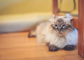 One cute black and white cat is playing under the wooden table. Royalty Free Stock Photo