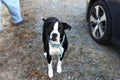 One cute black and white dog looking up at the camera Royalty Free Stock Photo