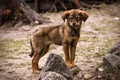 One cute brown small dog with sad looking.