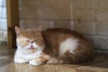 Cute brown and white Exotic Shorthair cat resting under sunlight Royalty Free Stock Photo