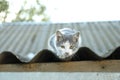 One cute cat resting on roof outdoors Royalty Free Stock Photo
