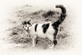 One cute cat standing on grass with its raised tail