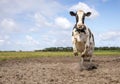 One cute cow alone in the field, looking calm and happy under a blue sky and a faraway horizon