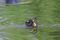 One cute duckling swimming in pond Royalty Free Stock Photo