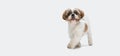 One cute fluffy puppy, little Shih Tzu dog isolated over white studio background. Copyspace for ad. Flyer