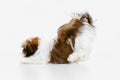 One cute, funny white brown dog, little Shih Tzu isolated over white studio background. Concept of animal life, care Royalty Free Stock Photo