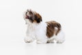 One cute, funny white brown dog, little Shih Tzu isolated over white studio background. Concept of animal life, care Royalty Free Stock Photo