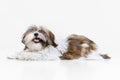 One cute, funny white brown dog, little Shih Tzu isolated over white studio background. Concept of animal life, care Royalty Free Stock Photo
