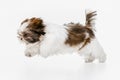 One cute, funny white brown dog, little Shih Tzu isolated over white studio background. Concept of animal life, care Royalty Free Stock Photo