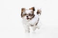 One cute, funny white brown dog, little Shih Tzu isolated over white studio background. Concept of animal life, care Royalty Free Stock Photo