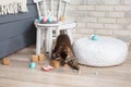 One cute gray Maine Coon kitten play with Easter multi-colored eggs. Broken shell, splinters, bully cat. Scandinavian style Royalty Free Stock Photo