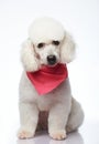 One cute groomed poodle dog