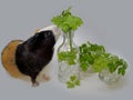 One cute and hungry guinea pig discovered tasty fresh green raw parsley leaves in the little glass bottle for her lunch. Royalty Free Stock Photo