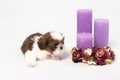 One cute little shih-tzu puppy with holliday candle