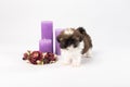 One cute little shih-tzu puppy with holliday candle