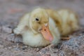 One cute little yellow duckling sitting Royalty Free Stock Photo