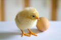 one cute little yellow fluffy chicken standing on a white surface on the background bokeh and egg