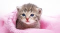 one cute newborn kitten close up