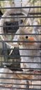 One cute parrot in cage Royalty Free Stock Photo