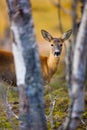 One cute roe deer in the forest at fall Royalty Free Stock Photo