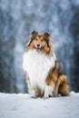 Rough collie, winter Royalty Free Stock Photo