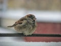 One cute sparrow