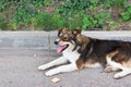 One cute stray russian dog on road begs for cookie