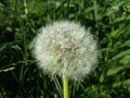 One cute white dandelion. Summer flower